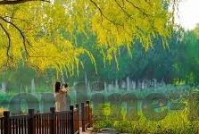 糖心vlog免费版app-揭秘糖心vlog，免费版app的深度体验与全面解读